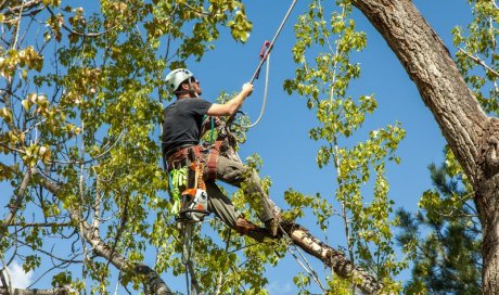 Professionnel pour l'élagage et l'abattage d'arbre difficile d'accès Roussillon